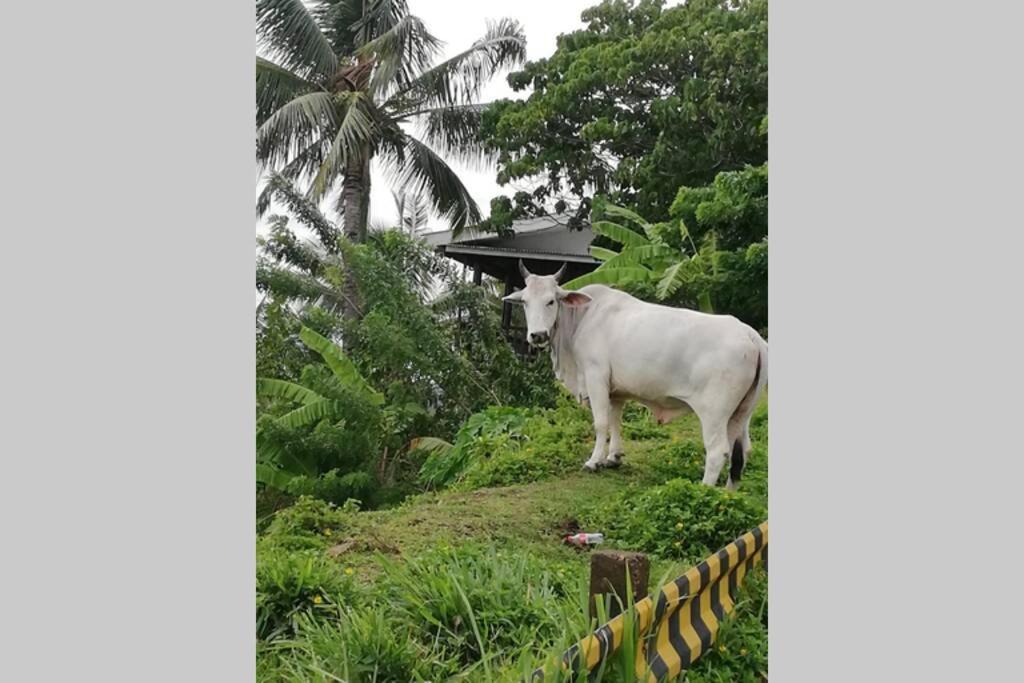 דירות ממבג'או The Balcony Of The Camiguin Island מראה חיצוני תמונה